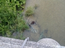 A Beaver on the Isar